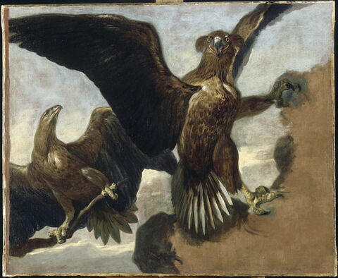 Double étude d'un aigle royal sur un rocher, image 2/2