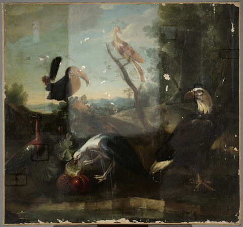 Aigle à tête blanche et quatre autres oiseaux dont un becquette une grenade, image 1/3