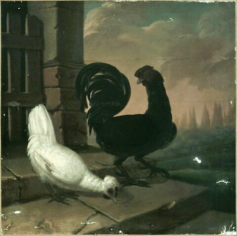 Une poule noire et une poule blanche, image 2/2