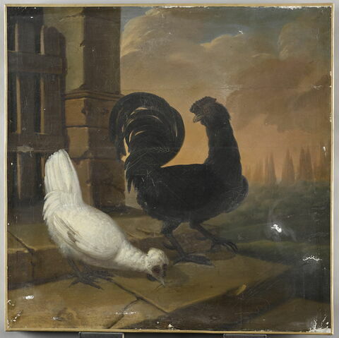 Une poule noire et une poule blanche