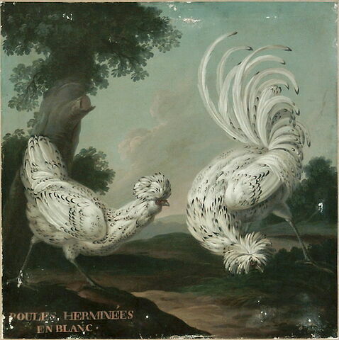 Deux poules herminées en blanc, image 2/2