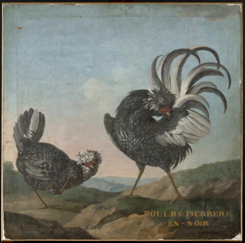 Deux poules pierres en noir
