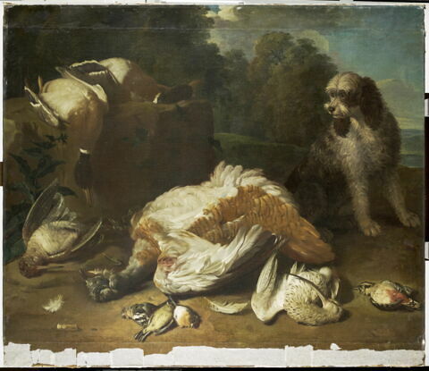 Gibier gardé par un chien barbet, image 1/3