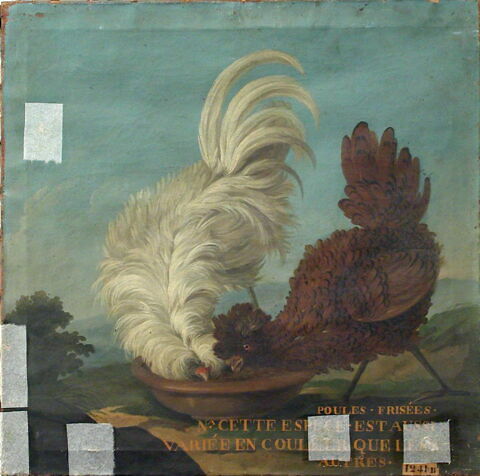 Poules frisées, image 4/4