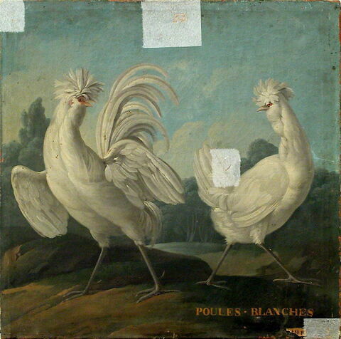 Poules blanches, image 4/4