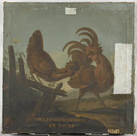 Poules herminées en jaune, image 1/4