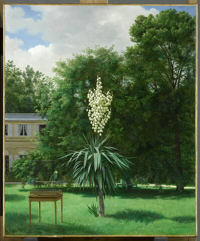 Yucca gloriosa dans le parc de Neuilly