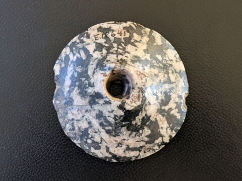 tête de massue discoïde, image 2/2