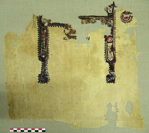 tunique ; clavus ; orbiculus ; fragment, image 2/2