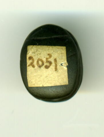 scarabée, image 2/2