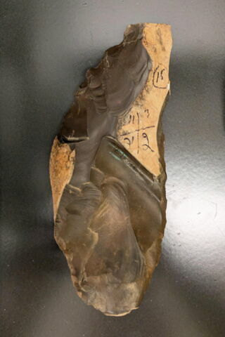 nucleus à lames, image 2/2