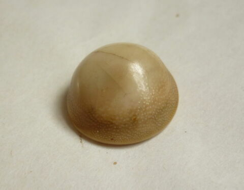 coquillage ; pion de jeu  ; incrustation, image 1/1