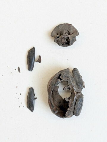 insecte ; fragments, image 2/2