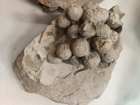 Raisins, image 2/3