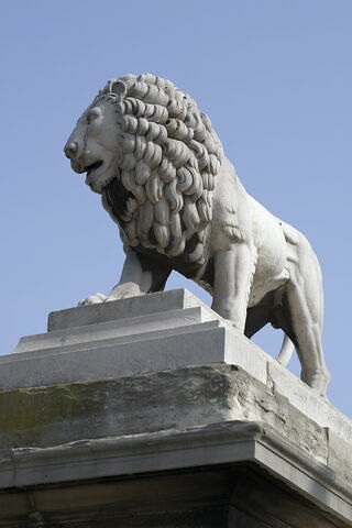 Lion, image 8/11