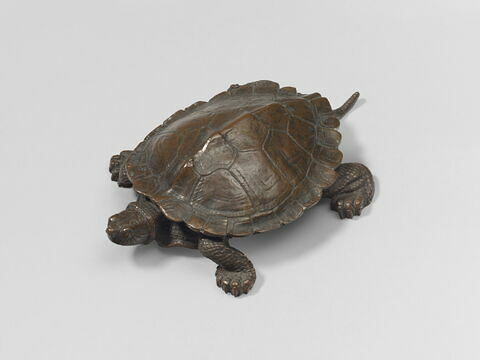 Tortue, image 4/4