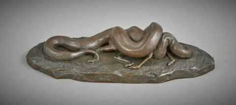 Serpent python avalant une biche, image 2/2