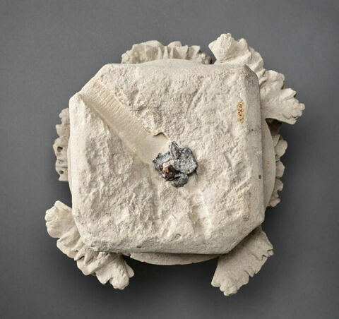 Chapiteau décoré de feuilles de lierre, image 3/11