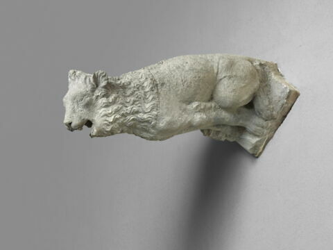 Lion, image 5/9