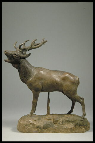 Cerf qui brame, image 1/5