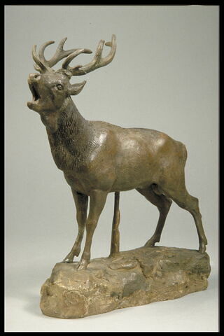 Cerf qui brame, image 3/5