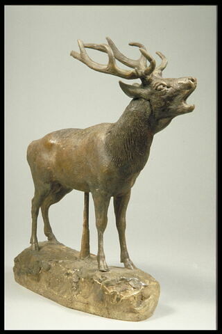 Cerf qui brame, image 4/5