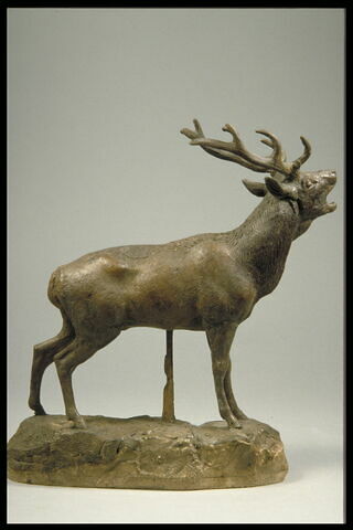 Cerf qui brame, image 5/5