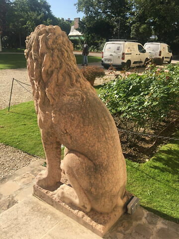 Lion, image 3/8