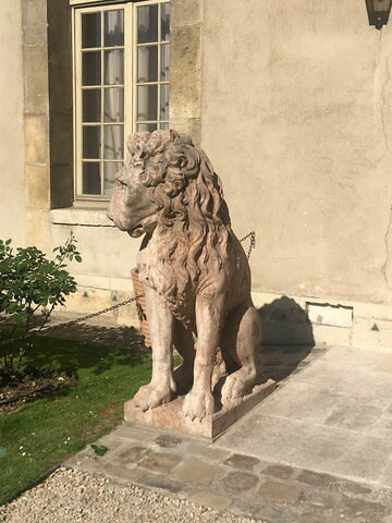 Lion, image 6/8