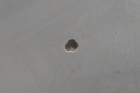 Plat rond décagonal, image 2/4