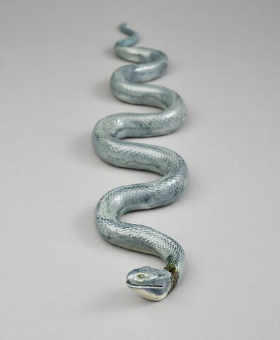 Couleuvre à collier noir, serpent, image 1/3