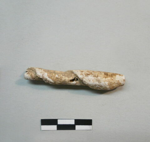 coquillage, image 1/1