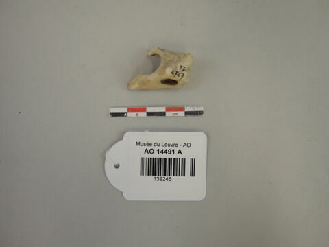 coquillage, image 1/1