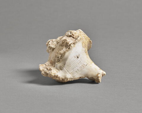 coquillage, image 1/5