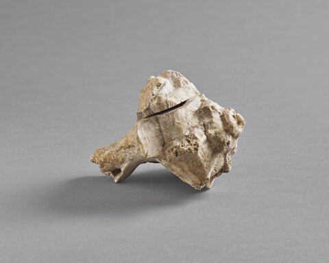 coquillage, image 2/5