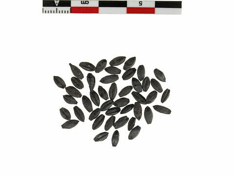 Grains d'orge carbonisés, image 3/5