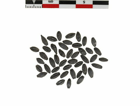 Grains d'orge carbonisés, image 4/5