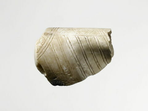 coquillage, image 1/1