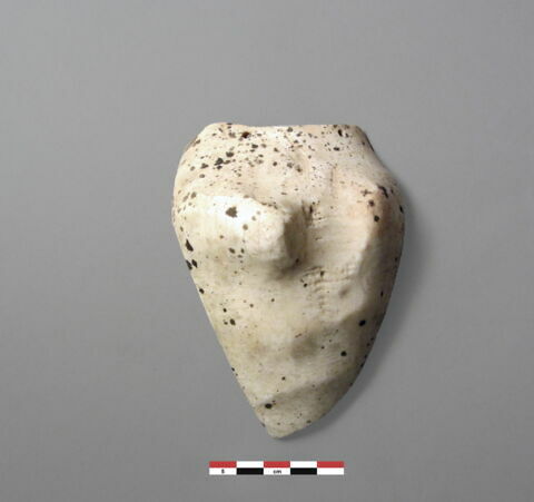 coquillage, image 1/1