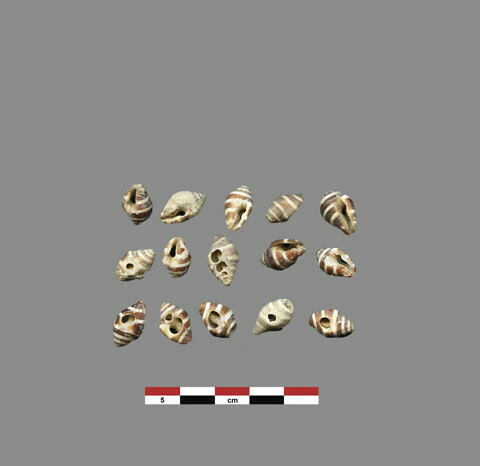 coquillage  ; perle, image 1/1