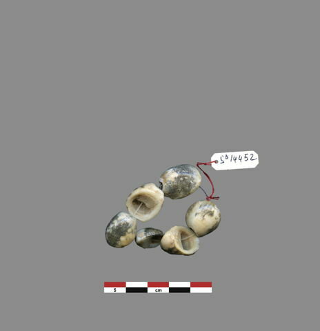 coquillage, image 1/1