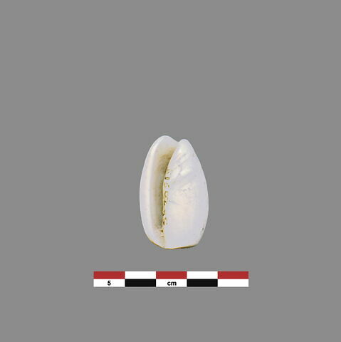 coquillage, image 1/1