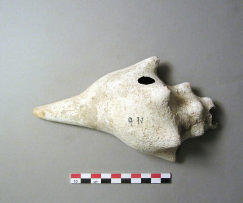 coquillage, image 1/1