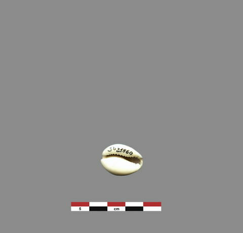 coquillage, image 1/1