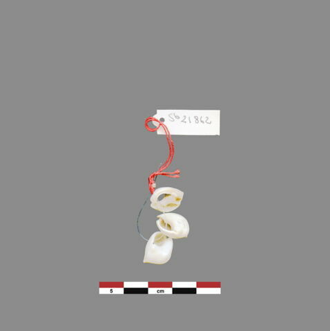coquillage, image 1/1
