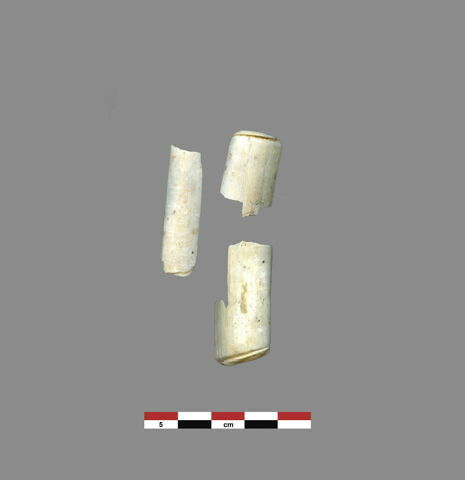 coquillage, image 1/1