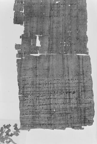 papyrus, image 10/10