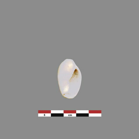 coquillage, image 1/1
