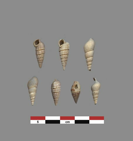 coquillage, image 1/1