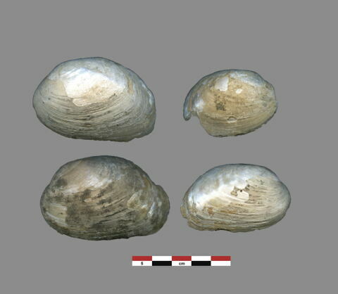 coquillage, image 1/1